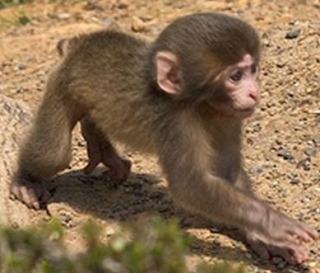 Dulce macaco japonés 
